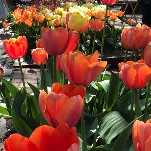 Meet your Posher, Meghan